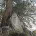 Attraversiamo a questo punto la via perch sul marciapiede opposto, nascosta dietro un albero di ulivo e sepolta da rifiuti e sterpaglie, troviamo una lastra. E un menhir, una grossa pietra grezza conficcata nel terreno risalente al periodo Neolitico. Si tratta dellunico monolite sopravvissuto a Bari citt che appare per spezzato, inclinato e danneggiato